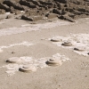 Vue des vestiges du mammisi (© MAFTO).